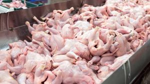 chicken supplier batu caves