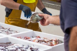 frozen seafood supplier Selangor
